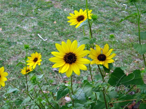 Beach Sunflower